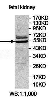 EIF2S3 Rabbit Polyclonal Antibody