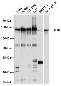 EIF3B antibody