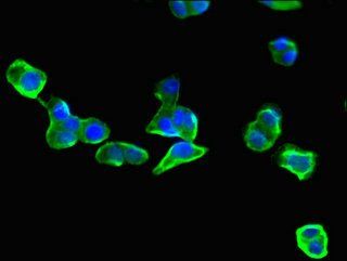 EIF3C Antibody