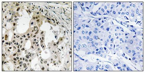 EIF3D antibody