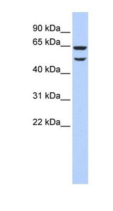 EIF3E antibody