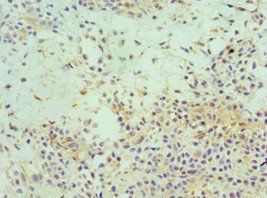 EIF3E Antibody