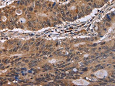 EIF3H Antibody