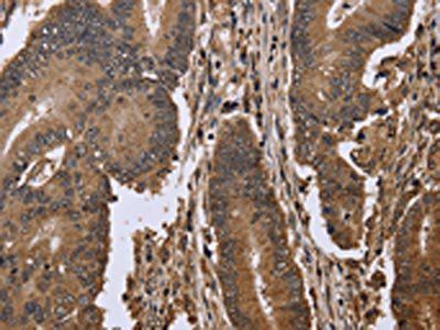 EIF3H Antibody