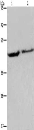 EIF3H Antibody