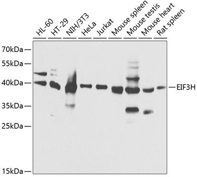 EIF3H antibody