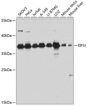 EIF3J antibody
