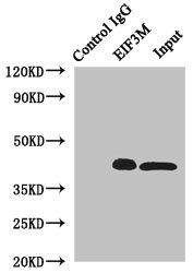 EIF3M antibody