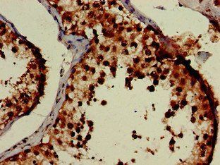 EIF3M Antibody