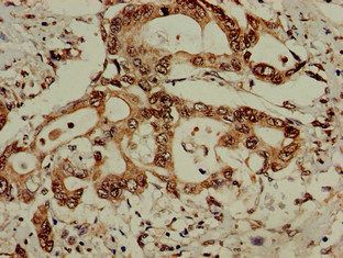 EIF3M Antibody