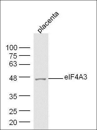 eIF4A3 antibody
