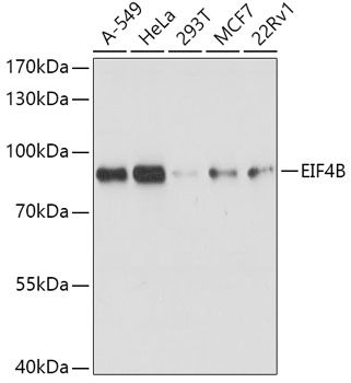 EIF4B antibody