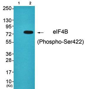 eIF4B (Phospho-Ser422) Antibody