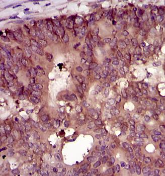 EIF4B Antibody