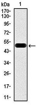 EIF4B Antibody