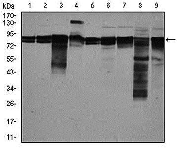 EIF4B Antibody