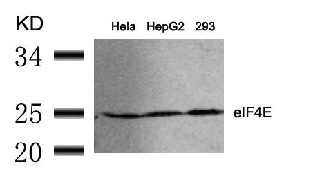 EIF4E (Ab-209) antibody