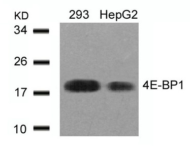 EIF4EBP1 (Ab-45) antibody
