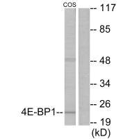 EIF4EBP1 (Ab-69) Antibody