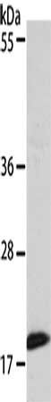 EIF4EBP1 Antibody