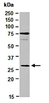 EIF4EBP1 (C) Antibody, Rabbit Polyclonal