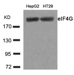 EIF4G1 (Ab-1232) antibody