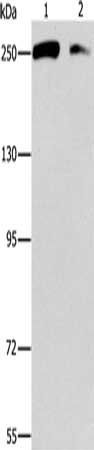 EIF4G1 Antibody