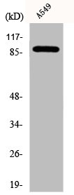 EIF4G2 antibody