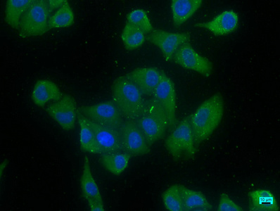 EIF4G3 antibody