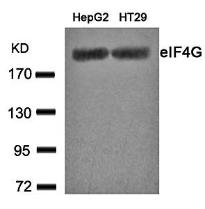 eIF4G (Ab231) Antibody