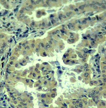 eIF4G (phospho-Ser1231) Antibody