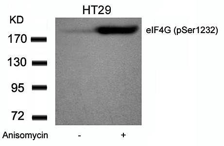 eIF4G (phospho-Ser1231) Antibody