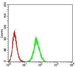 EIF5 Antibody