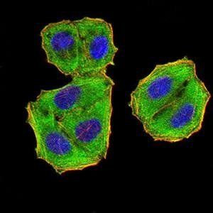 EIF5 Antibody