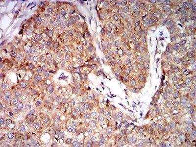 EIF5 Antibody