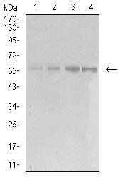 EIF5 Antibody