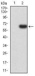 EIF5 Antibody