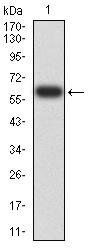 EIF5 Antibody