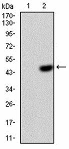 EIF5A Antibody