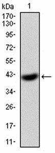 EIF5A Antibody