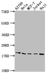 EIF5A antibody