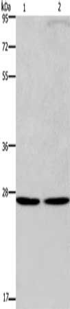 EIF6 Antibody