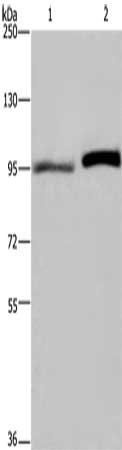 ELAC2 antibody