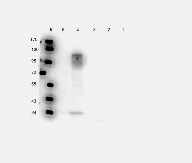 Elastin antibody