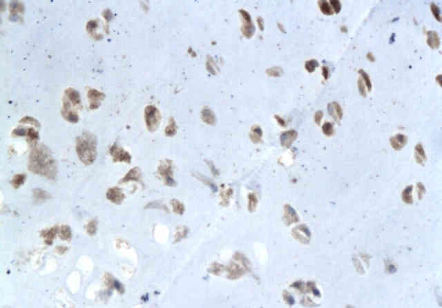 Elastin antibody
