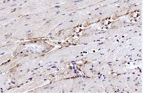 Elastin antibody