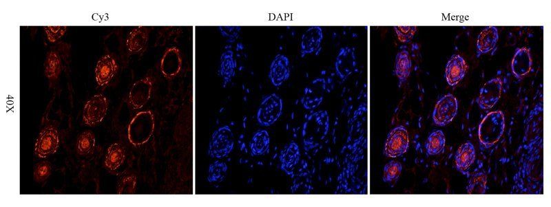 Elastin antibody