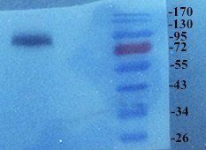 Elastin antibody