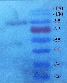 Elastin antibody