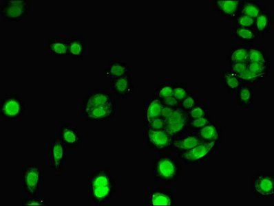 ELAV-like protein 2 antibody